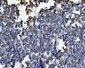 Anti-PC4/SUB1 Antibody Picoband™ (monoclonal, 6B5B10)